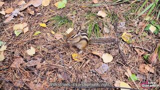 Walking with my stepsister in the forest park. Sex blog, Live film. - POINT OF VIEW